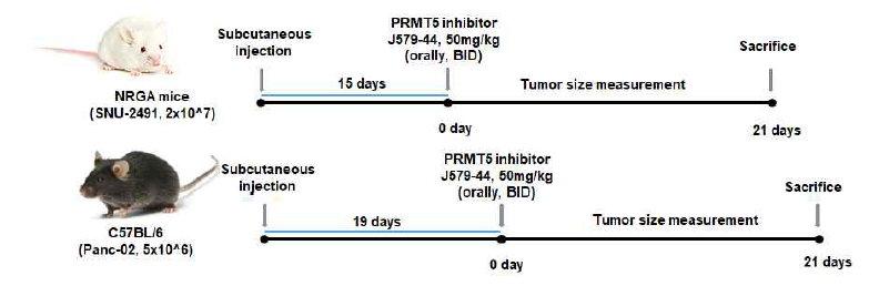 PRMT5 저해제의 췌장암 성장 억제 효과
