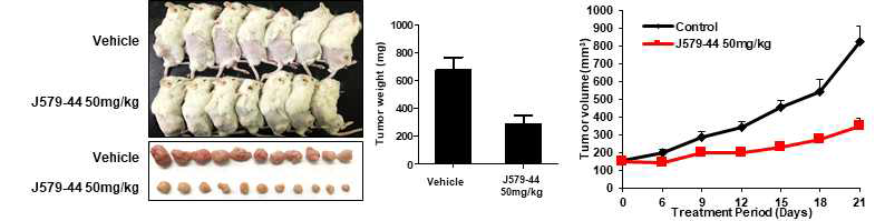 J579-44의 인간 유래 세포주 SNU2491의 종양 성장 억제 효과