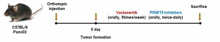 Vactosertib와 J579-44의 단독 및 병용 처리 마우스 동소이식 모델