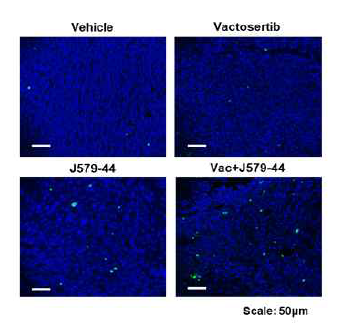 Vactosertib 및 J579-44 병용 처리 시 마우스 조직 내 세포 사멸도 변화