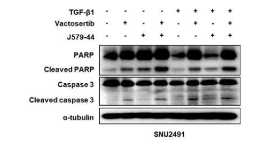 췌장암 세포주 SNU2491에서의 Vactosertib 및 J579-44 병용 처리에 의한 세포 사멸 마커 변화