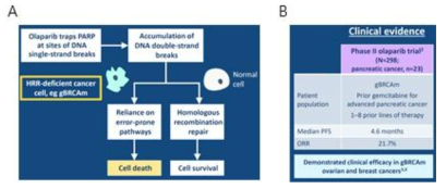 PARP 억제제의 기전 (A) 및 임상효과 (B)