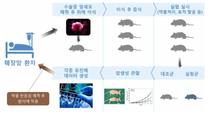 PDX model 구축을 위한 모식도