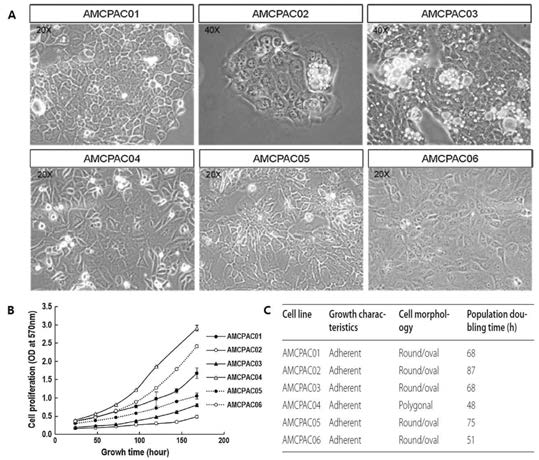 AMCPAC01∼06 세포주의 모양 및 증식속도 (A) 대표적인 morphology 이미지. (B) MTT분석을 통한 growth curve (C) doubling time 조사