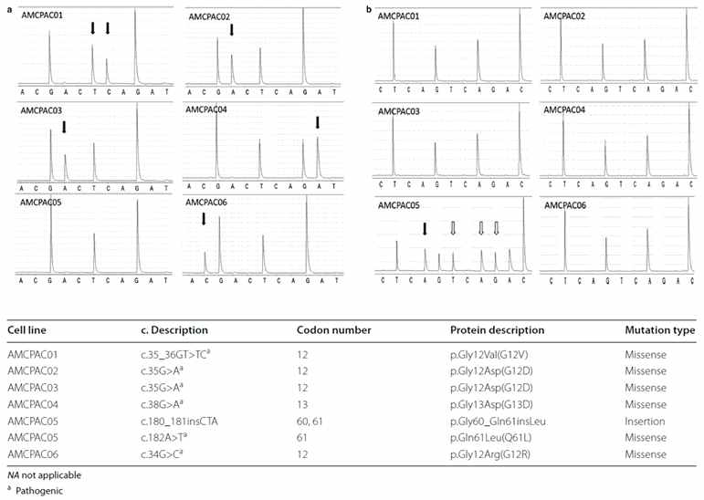 AMCPAC01∼06 세포주의 KRAS mutation에 대한 pyrosequncing 이미지 (위) 및 mutation type (아래). (a) KRAS codon12/13 (b) KRAS codon60/61. 검은색 화살표: mutation site. 흰색 화살표:본 연구에서 새로 발견된 muatatino site