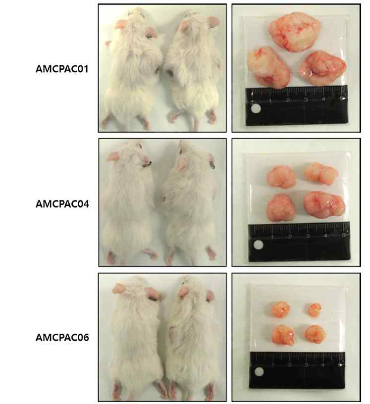 AMCPAC세포주의 xenograft 구축 이미지