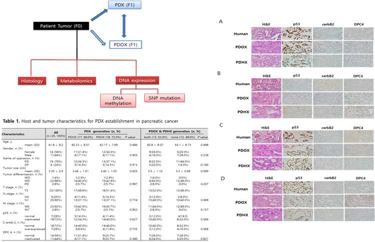PDX/PDOX 의 상동성 검증 실험 결과