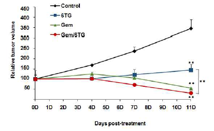 동물모델에서 Gemcitabine, 6TG 병용 투여 효과 확인