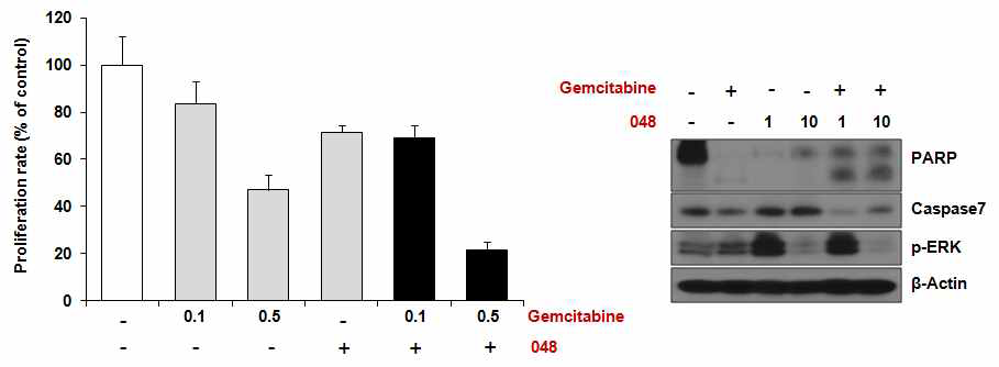 CMG 약물과 Gemcitabine 의 병용투여 효능 확인