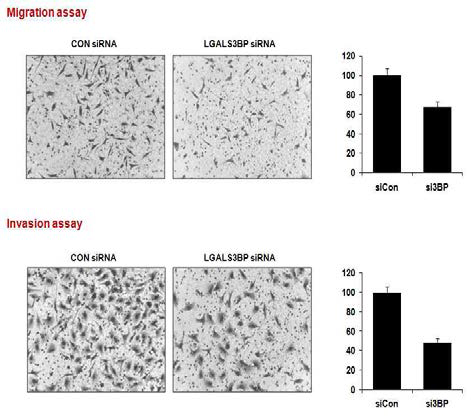 LGALS3BP의 발현 저해 후, migration/invasion 효과 확인
