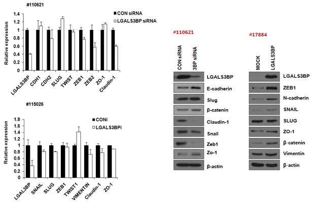 LGALS3BP 발현에 따른 EMT marker 의 변화 확인