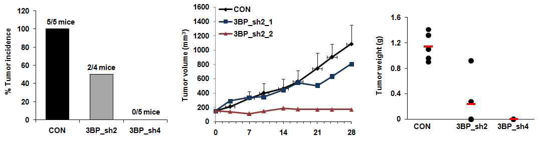 췌장암 동물모델에서 LGALS3BP knockdown 에 의한 tumor 성장 저해 확인