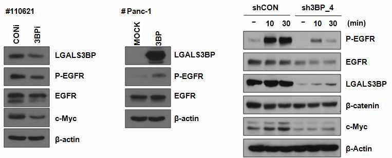 LGASL3BP 에 의한 EGFR activation 조절 확인