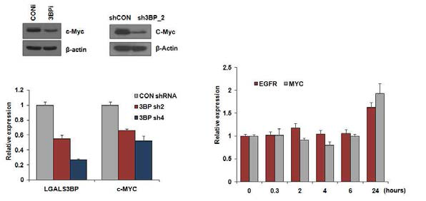 LGALS3BP 에 의한 MYC 의 발현 조절 확인