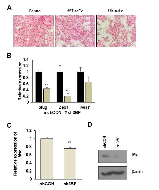 스크리닝한 Gal3BP 항체의 효능성 검증 (in vitro)