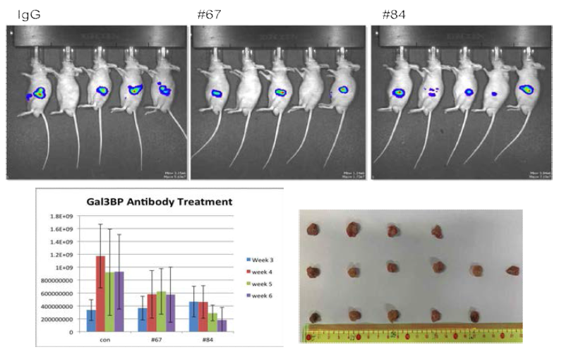 스크리닝한 Gal3BP 항체의 효능성 검증 (in vivo)