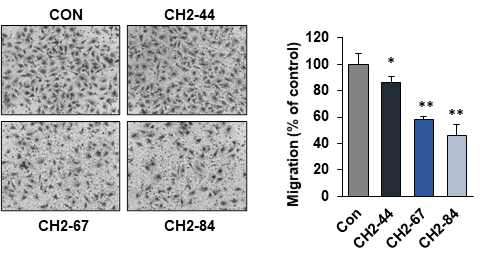 Gal3BP 항체의 항전이능 유효성 평가 (in vitro)