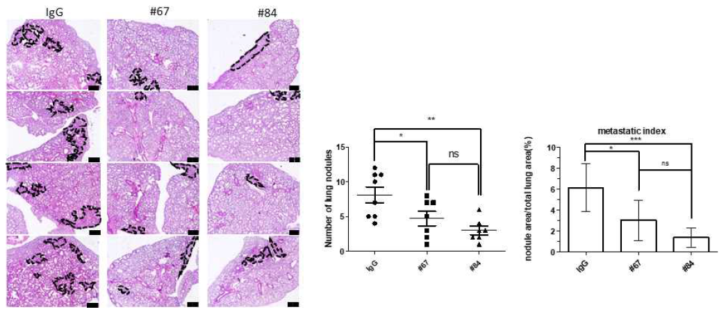 Gal3BP 항체의 항전이능 유효성 평가 (in vivo)