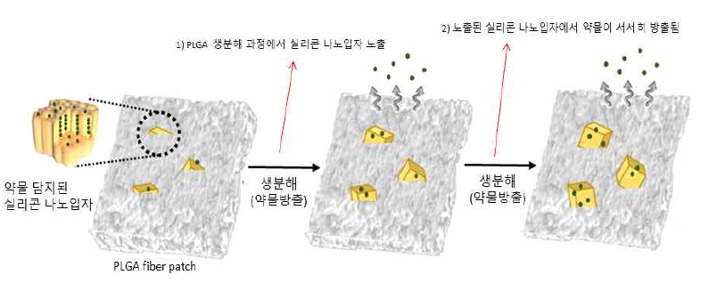 생분해성 고분자(PLGA) 섬유의 실리콘 나노입자 노출 및 약물 방출 모식도