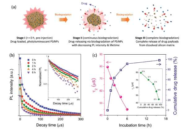 약물을 담은 다공성 실리콘 나노입자의 약물 배출 및 분해 실험