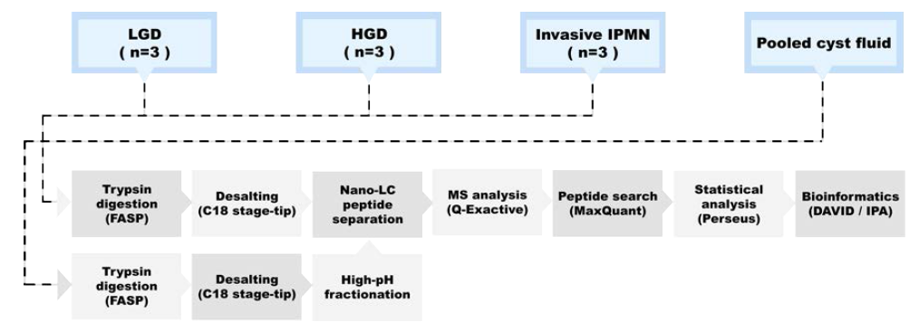 IPMN dysplasia의 단백체 프로파일링을 위한 전체적인 실험 과정