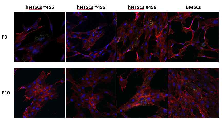 코유래 줄기세포에서 면역염색을 통해 MUSE (SSEA-3, CD105) 발현