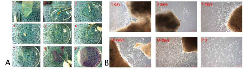 코(하비갑개) 조직의 slide를 이용한 Primary explant culture(A)와 culture 중의 세포의 형태 변화(B)