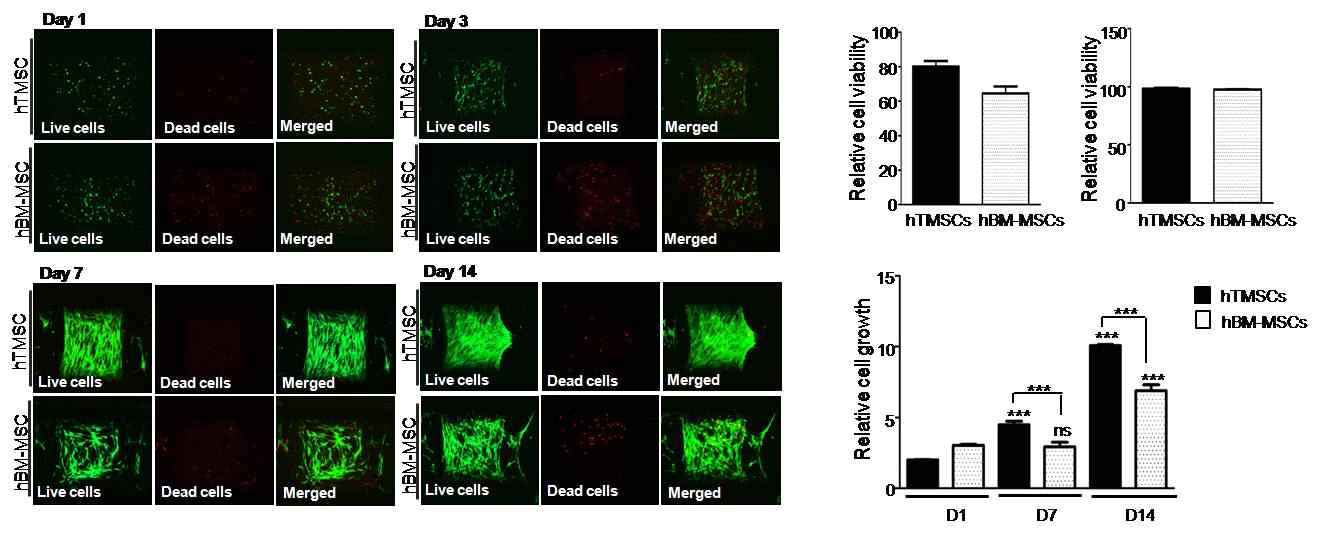 Live/Dead staining 및 growth assay를 통한 줄기세포 바이오프린팅(3D세포프린팅) 조직체 내 세포의 분포와 생존 및 증식능 분석