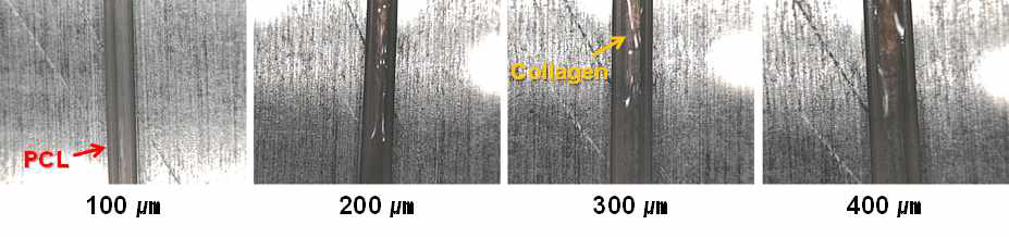 선 간격과 이동속도에 따라 collagen이 적합하게 분사된 사진