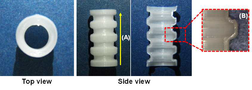 PCL을 이용하여 제작된 300μm 두께의 밸로우즈 형상의 중공 실린더 : (A) PCL 선의 적층 방향 (B) 적층된 구조물의 단면