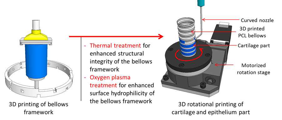 바이오프린팅(3D세포프린팅) 기관(trachea) 제작을 위한 3D 세포 프린팅 기술