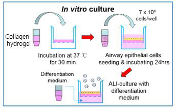 기관(trachea) 점막 재생 효과 확인을 위한 in vitro 실험