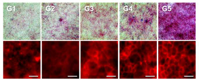 배상 세포로부터의 점액 분비 (magenta color) 확인을 위한 AB-PAS 염색 (상단 그림) 및 융합막 단백질에 (ZO-1; red fluorescence) 대한 면역형광염색 결과 (하단 그림)