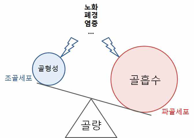 골량의 감소와 골다공증의 발생