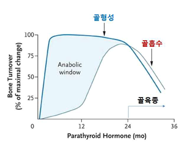 부갑상선 호르몬제의 골형성 및 골흡수에 대한 작용