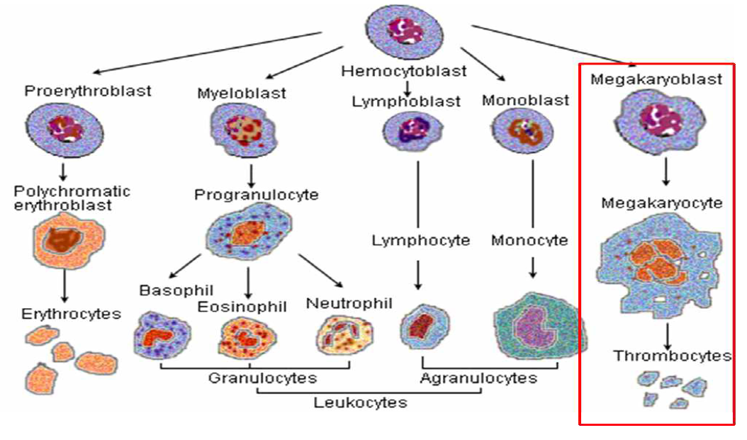 거핵세포 및 혈소판 분화 과정