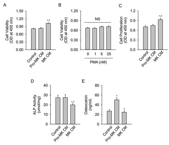 거핵세포 배양액 (MK CM)의 조골세포 생리에 미치는 작용. A & B, 조골세포 거핵세포 배양액 (MK CM)의 조골세포 생리에 미치는 작용. A & B, 조골세포 MTT assay. C, 조골세포 BrdU assay. D & E, 조골세포의 분화능