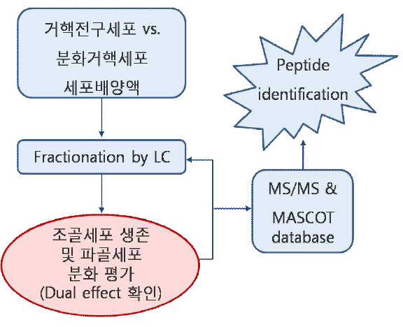 거핵세포 및 거핵전구 세포의 세포 배양액에서의 fractionated secretomics 전략