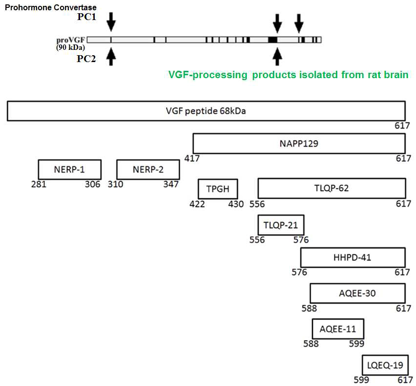 Rat VGF 단백의 prohormone convertase 인식 부위와, rat brain 조직에서 발견된 다양한 형태의 VGF 유래 펩티드들. “TLQP-21”은 아미노산 서열일 TLQP로 시작되는 21개의 아미노산으로 이루어진 펩티드들을 뜻함