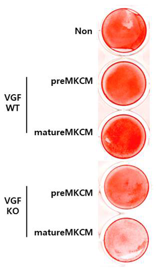 In vitro bone nodule formation assay