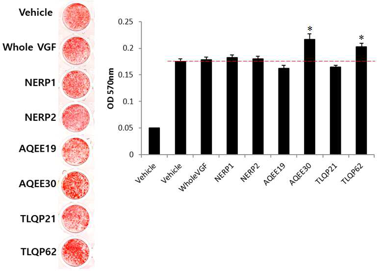 다양한 VGF 펩티드 처치 후 in vitro bone formation assay. 오른쪽은 이룰 정량화한 자료임