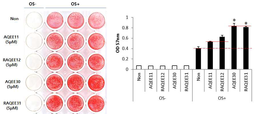 사람 시료에서 발굴된 신규 VGF 펩티드인 RAQEE12와 RAQEE31을 포함한 in vitro bone formation assay. 오른쪽은 이룰 정량화한 자료임