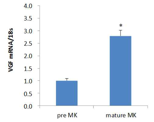 분화된 거핵세포 (mature MK)와 그 전구세포 (pre MK)에서의 VGF qRT-PCR