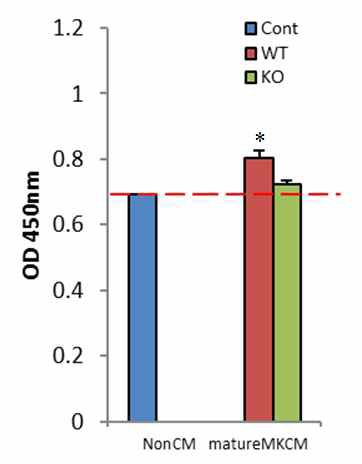 거핵세포 배양액 (mature MK CM)의 조골세포 증식에 미치는 작용 (BrdU assay)