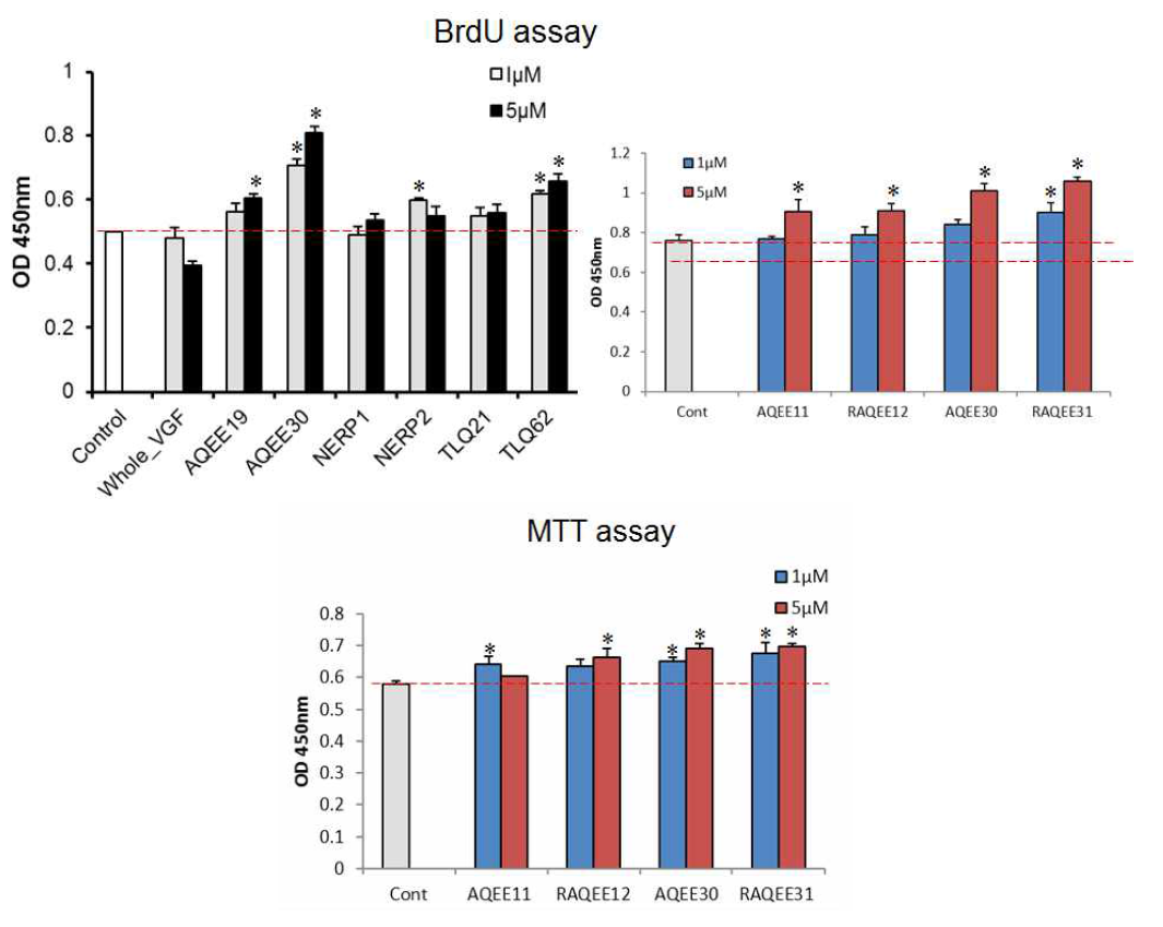 다양한 VGF 펩티드 처리 후 조골세포의 증식 (BrdU assay)과 세포 생존능 (MTT assay)의 변화