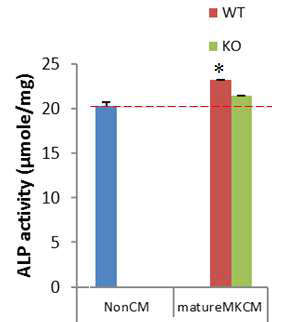 거핵세포 배양액 (mature MK CM)의 조골세포 분화에 미치는 작용 (ALP activity assay)