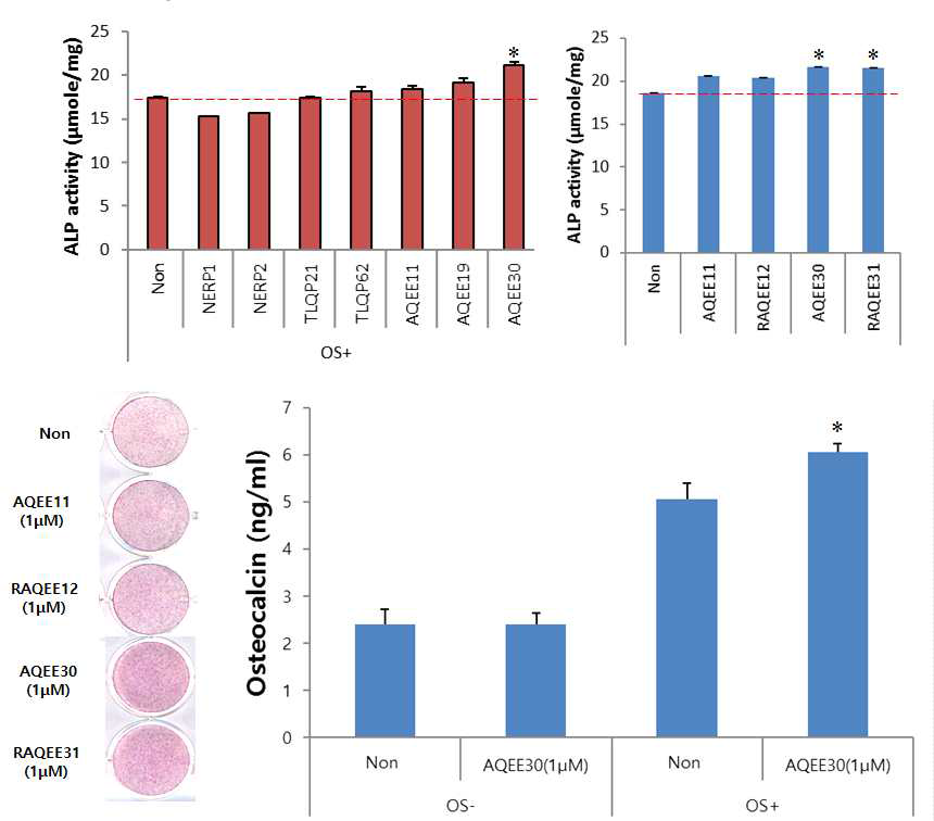 다양한 VGF 펩티드 처리 후 조골세포의 분화능의 변화. (상) ALP activity assay), (하, 좌) bone nodule formation assay, (하, 우) osteocalcin secretion assay