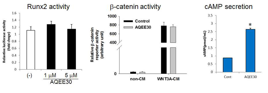 조골세포의 Runx2와 β-catenin activity 및 cAMP secretion assay