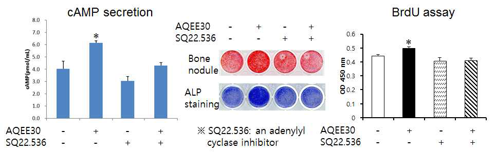 조골세포의 cAMP secretion, bone nodule formation, ALP staining과 BrdU assay. SQ22.536: adenylyl cyclase 억제제