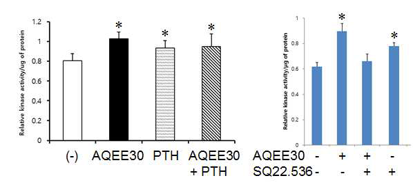 조골세포의 PKA activity assay. SQ22.536: adenylyl cyclase 억제제